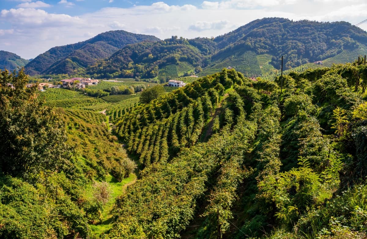Vineyard hillside, Valdobbiadene